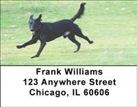 Running Black Labs Address Labels