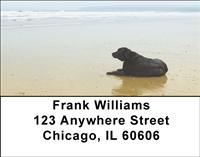 Black Labs On The Shore Address Labels