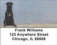 Black Labs On The Shore Address Labels