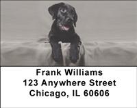 Black Lab Puppies Address Labels