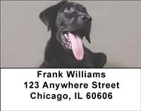 Black Lab Puppies Address Labels