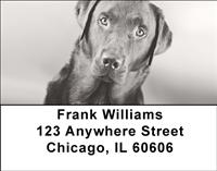 Black Labs Address Labels