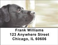 Black Labs Address Labels