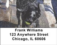 Sporty Black Labs Address Labels