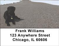 Black Labs At The Beach Address Labels