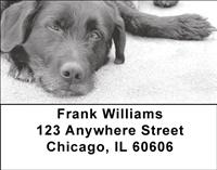 Cuddly Black Labs Address Labels