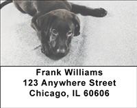 Cuddly Black Labs Address Labels