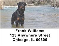 Rottweilers In The Water Address Labels