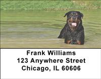 Rottweilers In The Water Address Labels