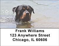Rottweilers In The Water Address Labels