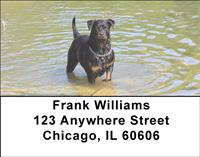 Rottweilers In The Water Address Labels