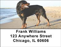 Rottweilers At The Beach Address Labels