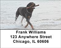 Rottweilers At The Beach Address Labels