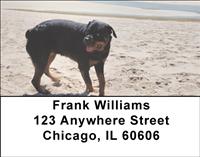 Rottweilers At The Beach Address Labels