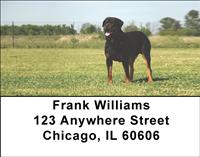 Playful Rottweilers Address Labels