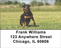 Playful Rottweilers Address Labels