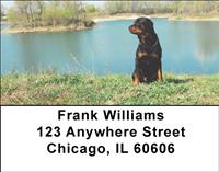 Rottweilers Relaxing Address Labels
