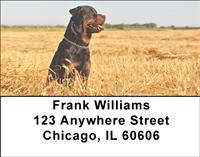 Rottweilers Relaxing Address Labels