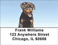 Rottweiler Puppies Address Labels