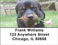 Rottweiler Puppies Address Labels