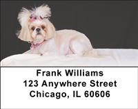 Stylish Shih Tzus Address Labels