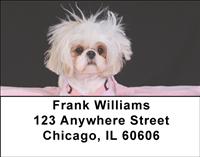 Stylish Shih Tzus Address Labels