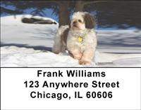Snowbound Shih Tzus Address Labels
