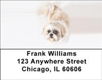 Snowbound Shih Tzus Address Labels