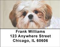 Adorable Shih Tzus Address Labels