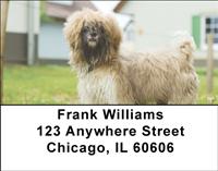 Adorable Shih Tzus Address Labels