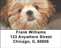 Adorable Shih Tzus Address Labels