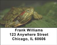 Red-Eared Slider Turtle Address Labels