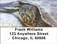 Red-Eared Slider Turtle Address Labels