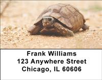 Desert Turtle Address Labels