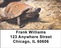 Desert Turtle Address Labels