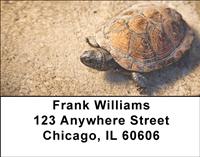 Desert Turtle Address Labels