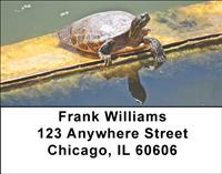 Curious Turtles Address Labels