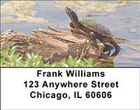 Curious Turtles Address Labels