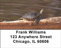 Curious Turtles Address Labels