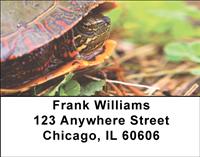 Painted Turltes Address Labels