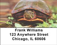 Painted Turltes Address Labels