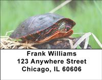 Painted Turltes Address Labels