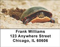 Painted Turltes Address Labels