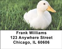 White Ducks Address Labels