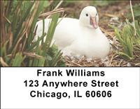 White Ducks Address Labels