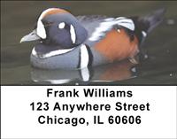 Harlequin Ducks Address Labels