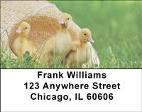 Cute Ducklings Address Labels