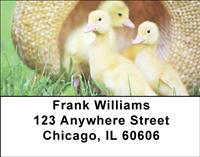 Cute Ducklings Address Labels