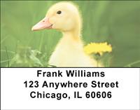 Darling Duckling Address Labels