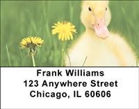 Darling Duckling Address Labels